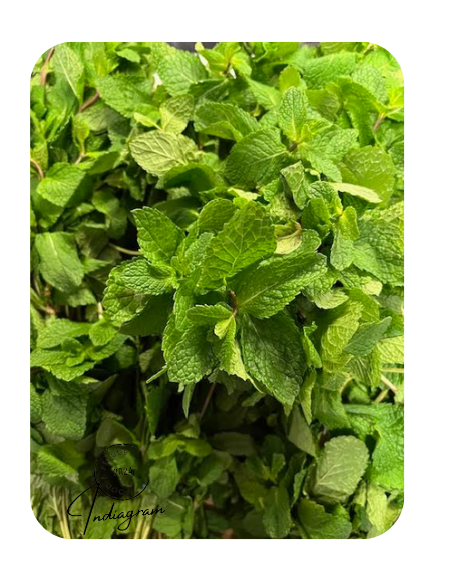FRESH PUDINA BUNCH (MINT) - 1 Pc