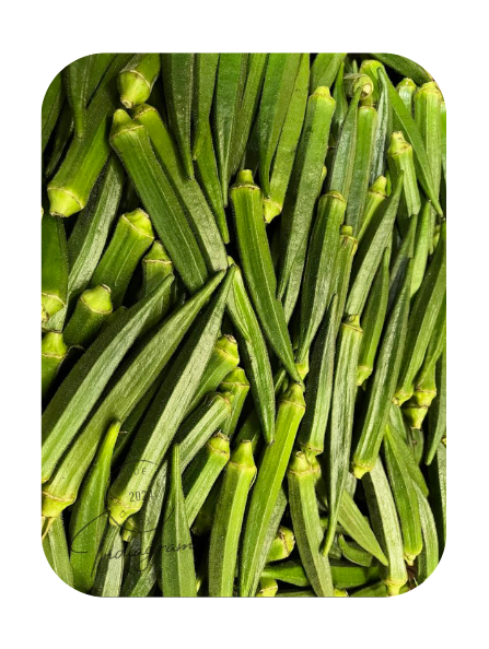 FRISCHES OKRA