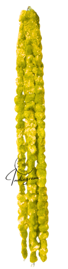 DIWALI GENDA PHOOL LADI - Yellow(Size:1.2m) - Set of 2