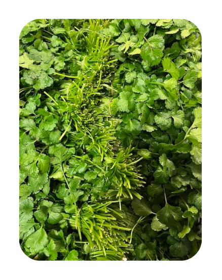 FRESH DHANIYA BUNCH (CORIANDER LEAVES) - 1 Pc