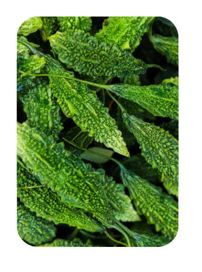 FRESH KARELA (BITTER GOURD) - 250~300gm