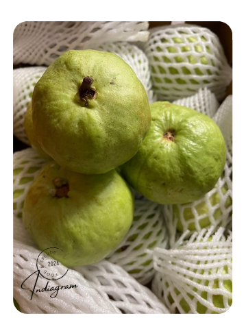 FRISCHES AMROOD (GUAVE)