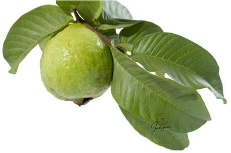 GUAVA LEAVES - 40~50gm