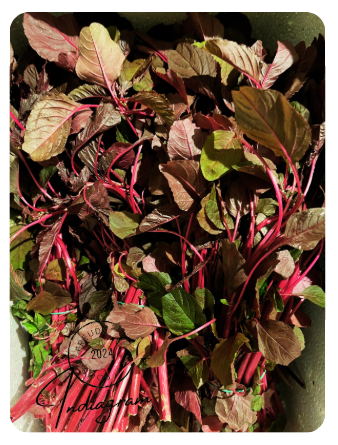 FRESH LAAL SAAG - 200gm