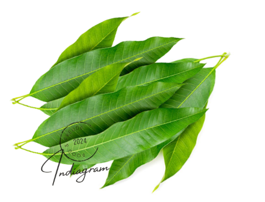 MANGO LEAVES - 5 Pcs