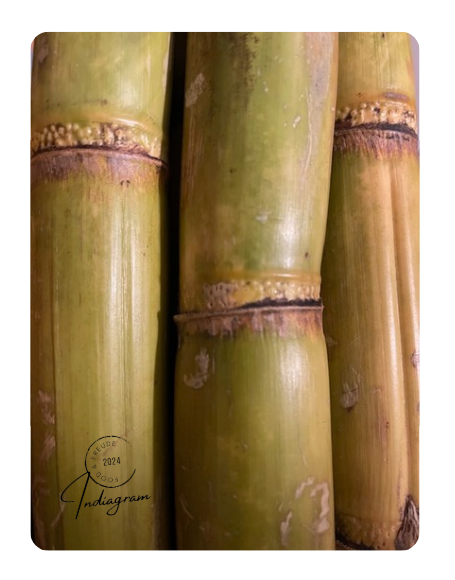 SUGARCANE (GANNA) - 1.0Meter LONG STICK (1.5~1.6Kg approx.)
