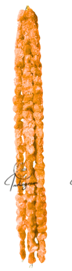 DIWALI GENDA PHOOL LADI - Orange (Size:1.2m) - Set of 2